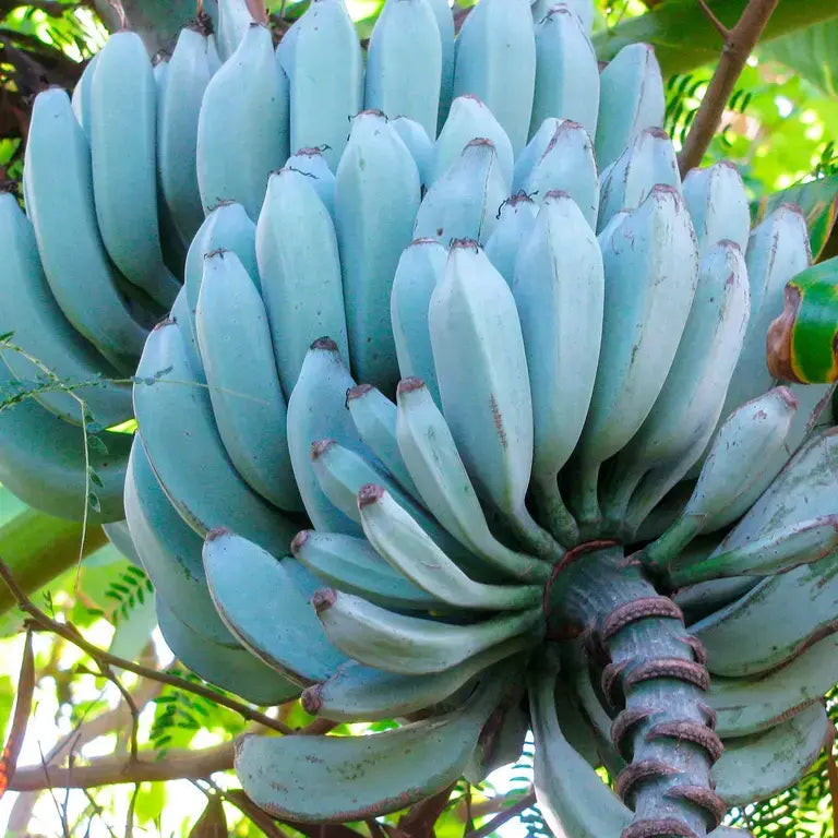 Blue Java banana Musa acuminata seeds for backyard garden